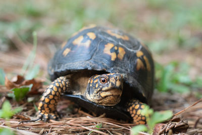 Little tortoises on yard.