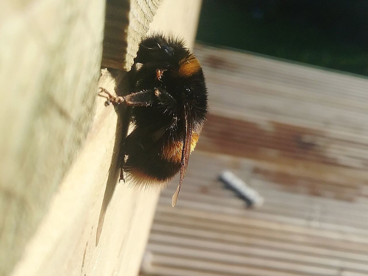 animal themes, animal, one animal, animals in the wild, invertebrate, animal wildlife, insect, bee, day, no people, close-up, focus on foreground, nature, mammal, wood - material, outdoors, sunlight, vertebrate, bumblebee, flying