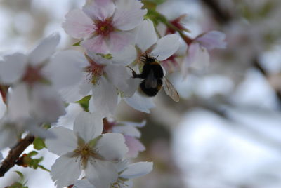 Close-up of bee on white flower