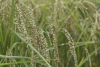 Close-up of crops growing on field