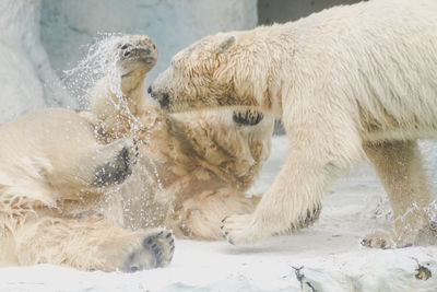 Bears fighting in water