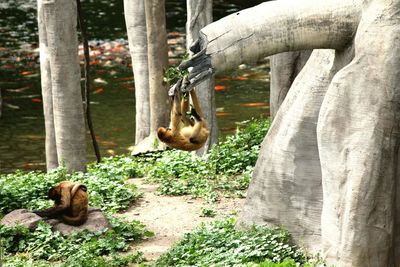 Monkeys by trees at zoo