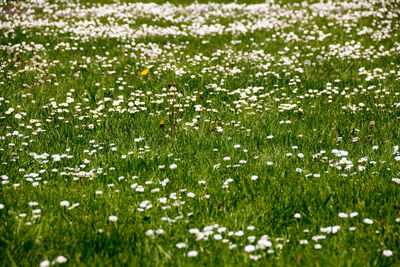 Close-up of flowers growing in field