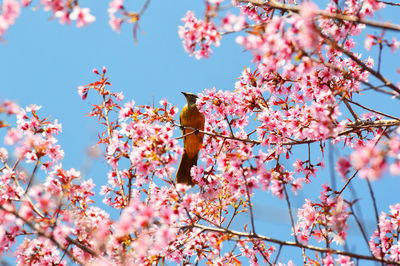 Low angle view of cherry blossoms on tree