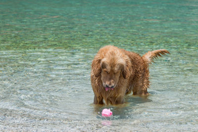 Golden retriever standing at sea