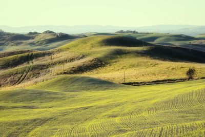 Scenic view of agricultural field against sky