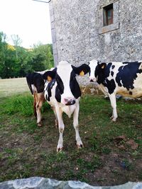 Cows standing in field