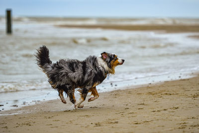 Dog running on beach