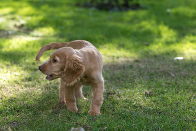 Dog on field