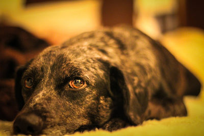 Close-up portrait of dog