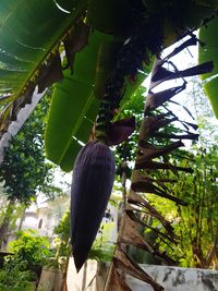 Low angle view of coconut palm tree leaves