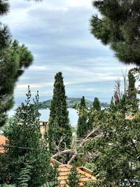 Plants and trees against sky