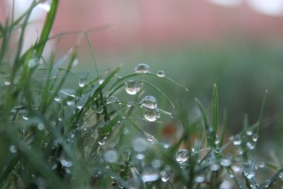 Close-up of wet plant during rainy season