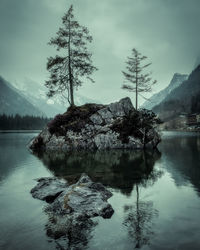 Tree by lake against sky