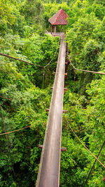 Railroad track amidst trees in forest