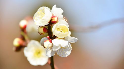 Close-up of white cherry blossom