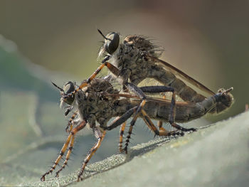 Close-up of insects mating