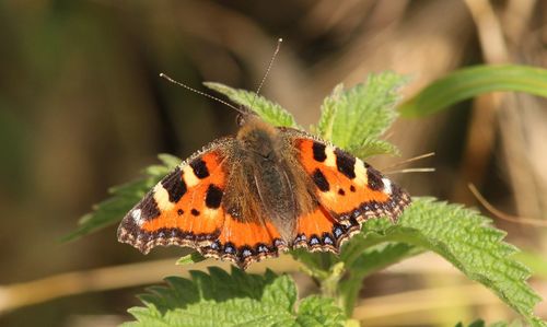 Close-up of butterfly perching on plant