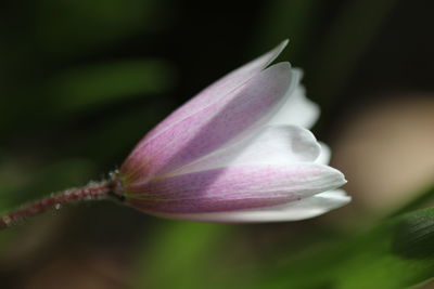 Close-up of pink rose flower