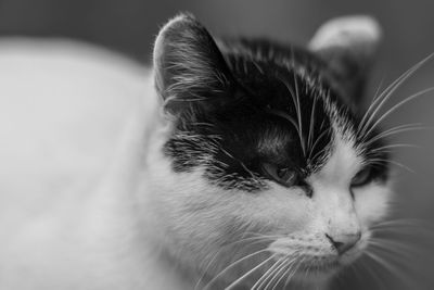 Close-up of cat looking away