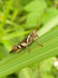 Close-up of insect on leaf