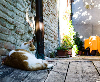 Cat sleeping on wall