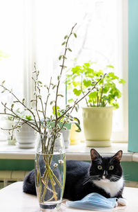 Glass vase with willow branches, black cat, medical mask on table before of window. stay at home.