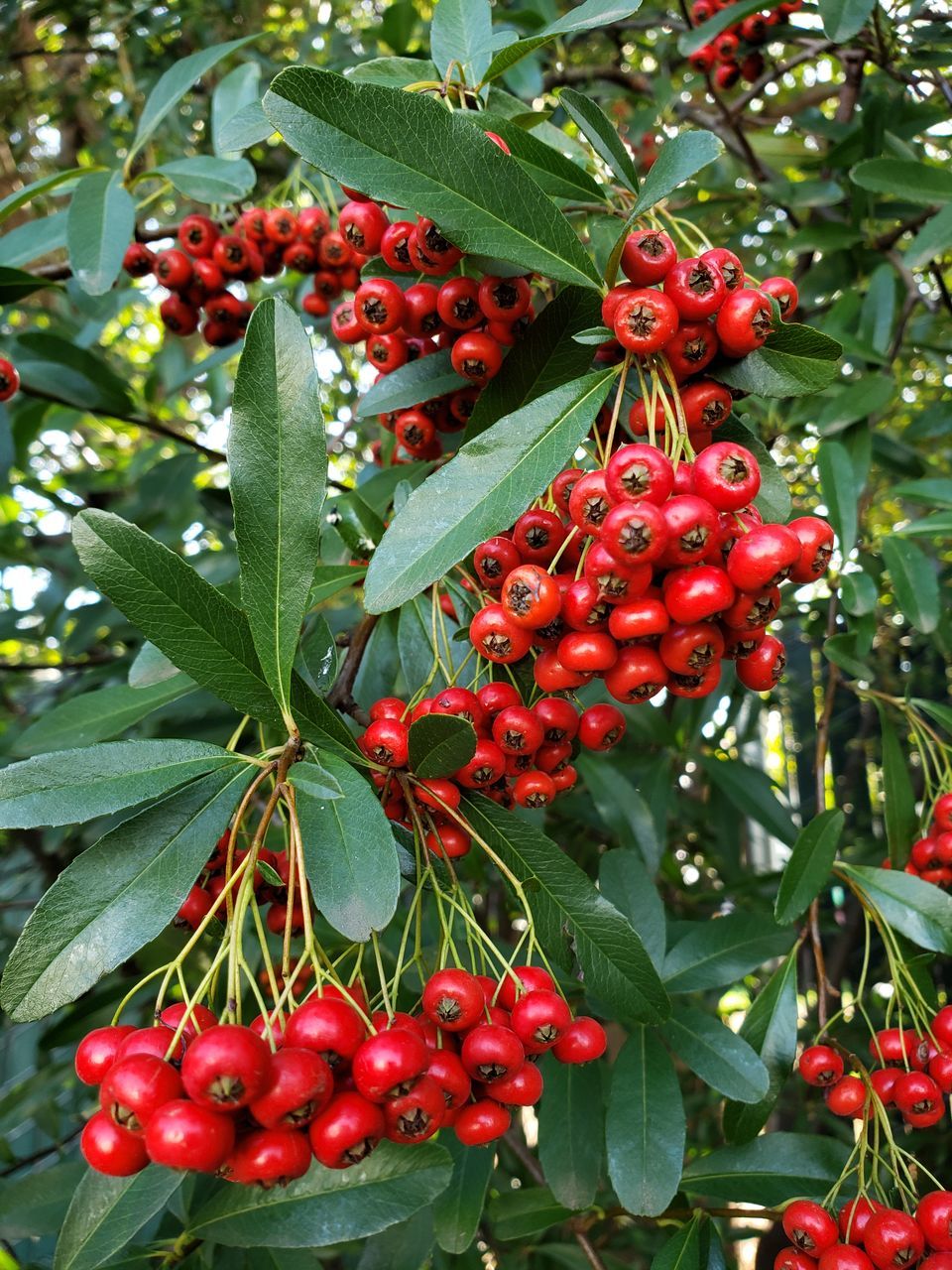 red, plant, food and drink, fruit, food, leaf, healthy eating, plant part, growth, freshness, berry, nature, green, tree, flower, evergreen, no people, produce, shrub, beauty in nature, wellbeing, rowan, holly, day, outdoors, close-up, branch, ripe