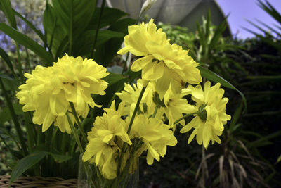 Close-up of yellow flowering plant