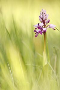 Close-up of purple flowering plant on field