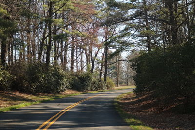 Road amidst trees in forest