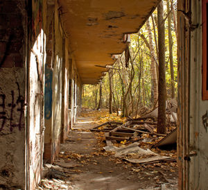 Abandoned building amidst trees