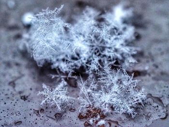 Close-up of frozen grass