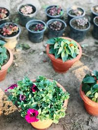 High angle view of potted plants