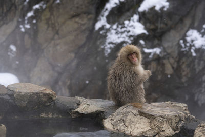 Monkey on rock