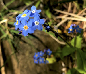 Close-up of blue flowers blooming outdoors