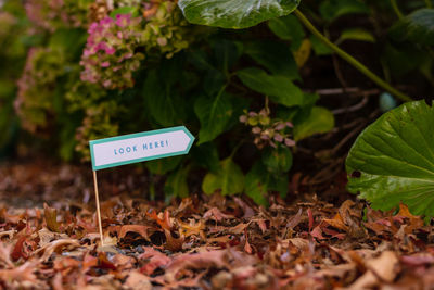 Close-up of text on leaves