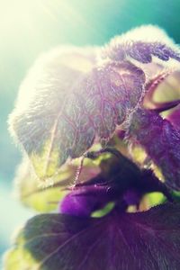 Close-up of flowers against blurred background