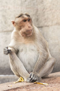 The rhesus macaque or macaca mulatta is one of the best-known species of old world monkeys. 