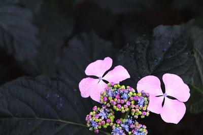 Close-up of pink flowers blooming outdoors