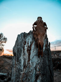 Low angle view of animal sculpture on tree trunk against sky