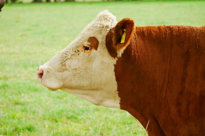 Close-up of a cow