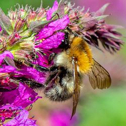 Close-up of bee pollinating on pink flower