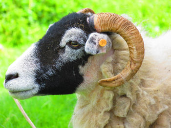 Close-up portrait of sheep on field