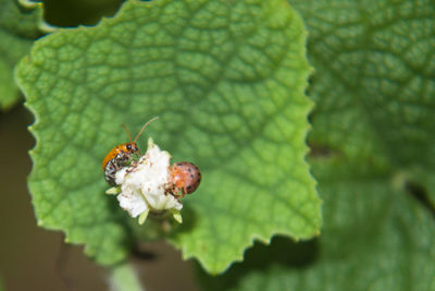 Close-up of insect on leaf