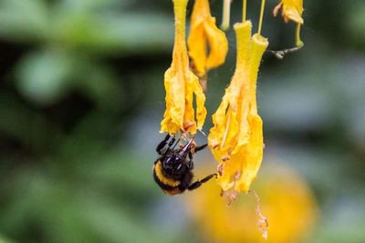 Close-up of insect on yellow flower