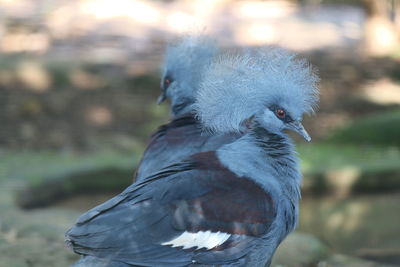 Close-up of a bird