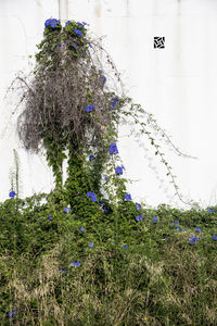 Low angle view of flowering plants on field