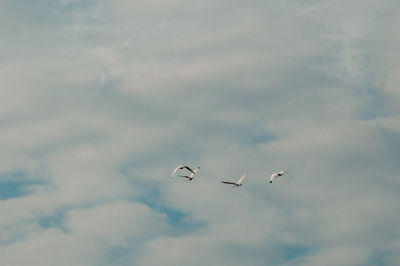 Low angle view of birds flying in sky