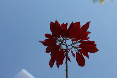 Low angle view of flower against clear sky